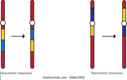 Para centric and Peri centric Inversion