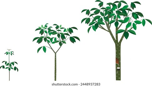 Para Rubber trees belong to the Euphorbiaceae family.Crop trees reach a width of about 20 in. usually with a short bole, and with a sloped taper.