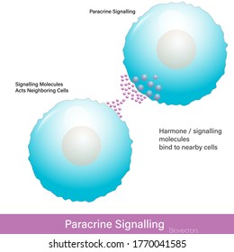 Paracrine Cell Signaling By Hormone Molecules Illustration