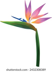 Paraíso flor vector dibujo a mano. Flor tropical, planta exótica. Planta brillante