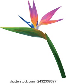 Paradise flower vector hand drawing. Tropical flower, exotic plant. Bright plant