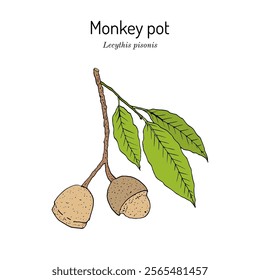 Paradise Nut, or Brazilian Monkey Pot (Lecythis pisonis), edible and medicinal plant. Hand drawn botanical vector illustration