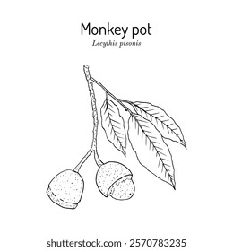 Paradise Nut, or Brazilian Monkey Pot (Lecythis pisonis), edible and medicinal plant. Hand drawn botanical vector illustration