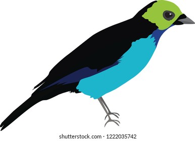 Paradise tanager bird illustration. blue green bird