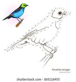 Paradise tanager learn birds educational game learn to draw vector illustration