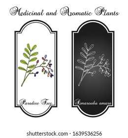Paradise tree (simarouba amara), medicinal plant. Hand drawn botanical vector illustration