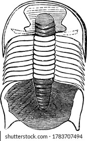 Paradoxides Harlani is a genus of trilobites of the order Redlichiida, found as fossils in Middle Cambrian rocks of North America, vintage line drawing or engraving illustration.