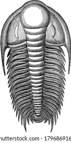 Paradoxides Harlani is a genus of trilobites of the order Redlichiida, found as fossils in Middle Cambrian rocks of North America, vintage line drawing or engraving illustration.