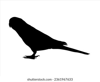 Parakeet silhouette vector art white background