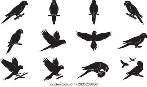Parakeet silhouette vector set featuring exotic pet birds in perched, side flying, wings spread, taking off, landing, and feeding angles