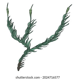 Paraleucobrium long-leaved, daring ducran. Colored drawing of moss by rune work.