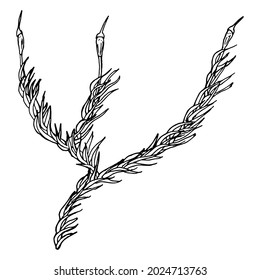 Paraleukobrium long-leaved, dukran dare. Contour black hand drawing of moss.
