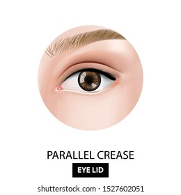 Parallel crease of eyelid vector illustration