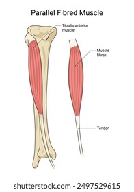 Parallel Fibred Muscle Medical Design