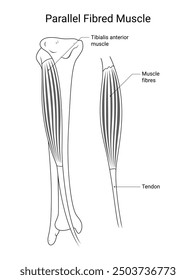 Parallel Fibrred Muscle Medical Design im Linienstil