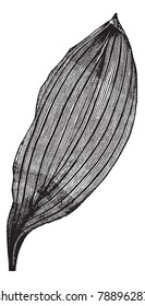 Parallel-veined Leaf, vintage engraving. Old engraved illustration of a Parallel-veined Leaf.  Trousset encyclopedia (1886 - 1891)