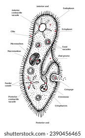 vector dibujado a mano Paramecium caudatum 