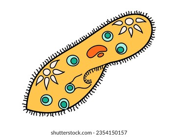 Paramecium Caudatum proteus science icon with nucleus, vacuole, contractile. Biology education laboratory cartoon protozoa organism. Bold bright unicellular microorganism. Vector illustration isolated