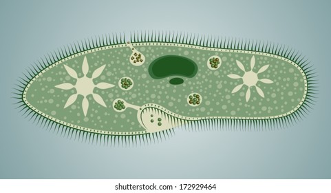 Paramecium Multimicronucleatum