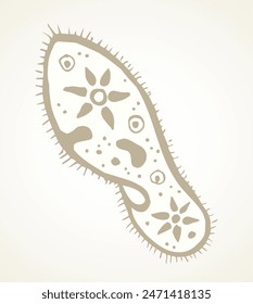 Paramecium caudatum Vector de dibujo