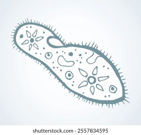 Paramecium caudatum. Vector drawing icon