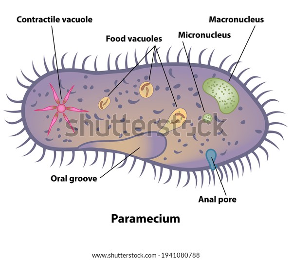 Paramecium, cell anatomy of a protozoa,\
labeling the cell structures with nucleus, oral groove, anal pore,\
contractile vacuole, and food vacuoles.\

