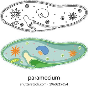 354 Paramecium Stock Vectors, Images & Vector Art | Shutterstock