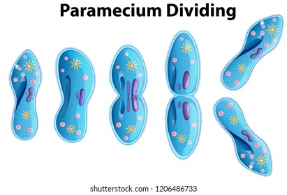 Gráfico de bacteria Paramecium Dividiendo