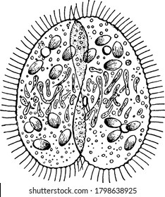 Paramecium, a one-celled ciliate in the Kingdom Protista. These two are separating after conjugation, vintage line drawing or engraving illustration.