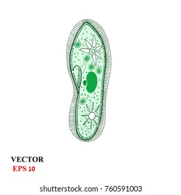 Paramecium of the phylum Ciliophora. Infusorium isolated on white background. Infusorium vector illustration.