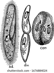 Paramoecium, ad, Adult form, showing cilia, mouth, contractile vacuoles, etc.; div, Transverse division and con, Conjugation, vintage line drawing or engraving illustration.