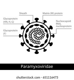 Paramyxoviridae. Classification of viruses. Enveloped viruses, Nonenveloped viruses. Vector biology icons, medical virus icons.