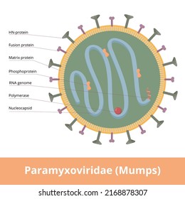 Paramyxoviridae (Mumps) Is Negative-sense Single Stranded RNA Viruses That Cause A Wide Variety Of Diseases. Virion Includes Fusion And Matrix Protein, RNA Genome, Polymerase And HN-protein.