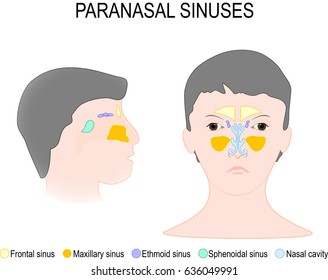 Paranasal Sinus Nasal Cavity Frontal Ethmoidal Stock Vector (Royalty ...