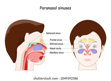 Paranasal sinuses. Ethmoid, Frontal, Maxillary, Sphenoid sinuses, and Nasal cavity. frontal view and Lateral projection on woman face. Vector illustration