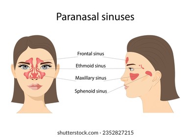 Paranasal sinuses. Frontal, ethmoidal, sphenoidal, and maxillary sinuses. Anterior and lateral view. Isolated vector illustration on a white background.