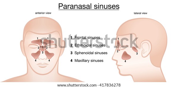 Paranasal Sinuses Frontal Ethmoidal Sphenoidal Maxillary Stock Vector Royalty Free 417836278 8129