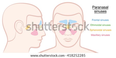 Paranasal sinuses on a male face in different colors - frontal, ethmoidal, sphenoidal and maxillary sinuses. Isolated vector illustration on white background. Stock photo © 