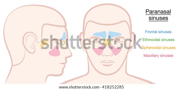 Paranasal Sinuses On Male Face Different Stock Vector Royalty Free