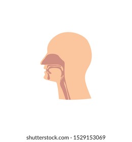 Paranasal sinuses on a male face's side view in different colors scheme isolated vector illustration on white background. Healthcare medical educational placard element.