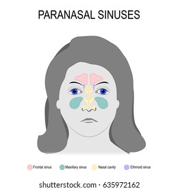 128 Sinus Para Nasal Images, Stock Photos & Vectors | Shutterstock