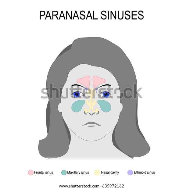 Paranasal Sinuses Womans Face Sinuses Maxillary Stock Vector Royalty Free