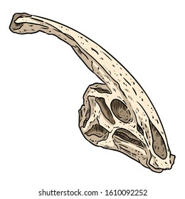 Parasaurolophus fossilized skull hand drawn sketch image. Duck billed Hadrosaurids dinosaur reptile dinosaur fossil image