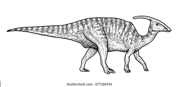 Parasaurolophus illustration, drawing, engraving, ink, line art, vector