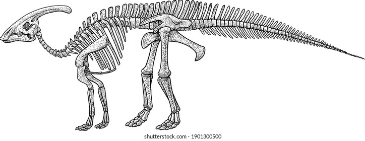 Esqueleto de parasaurolophus, ilustración, dibujo, grabado, tinta, arte de línea, vector