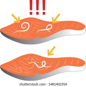 Parasite Anisakis And Salmon Fillet Vector Illustration