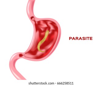 parasite in stomach vector