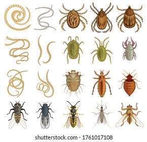 Icono de conjunto de dibujos animados de vector parásitos. Insectos de ilustración vectorial sobre fondo blanco. Parasito de iconos de conjunto de dibujos animados aislados.