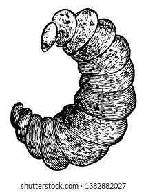 Parasite Wasp Larva which is a species of parasitoid wasps, vintage line drawing or engraving illustration.