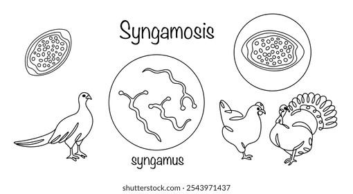 Enfermedad parasitaria causada por nematodos del género Syngamus, que afecta con mayor frecuencia al sistema respiratorio de las aves. Las aves de corral estiradas y el patógeno Syngamosis. Ilustración vectorial.